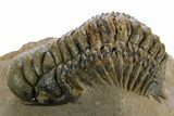 Detailed Crotalocephalina Trilobite - Atchana, Morocco #348124-1